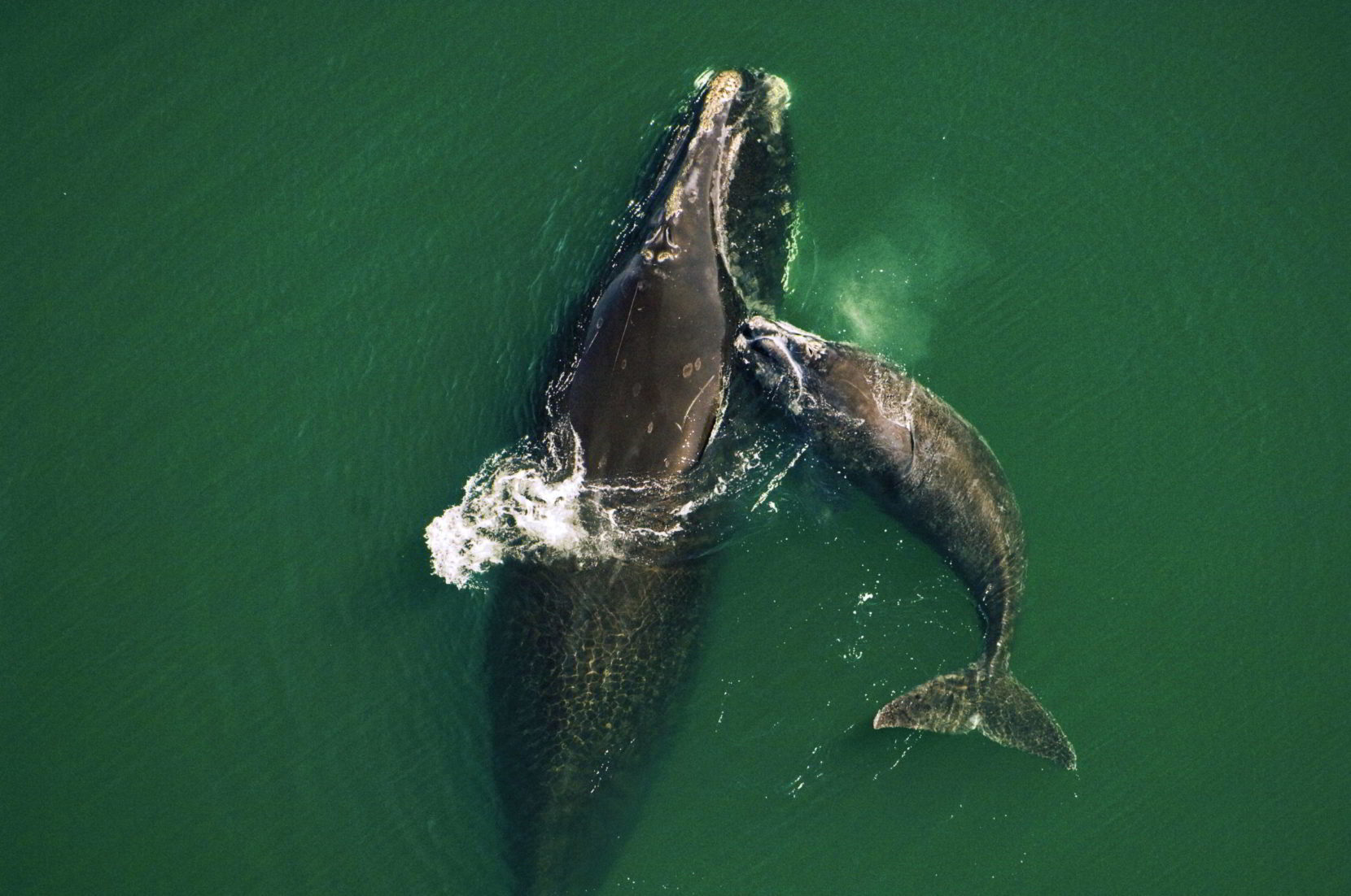 Baleine noire de l'Atlantique Nord avec son baleineau.
