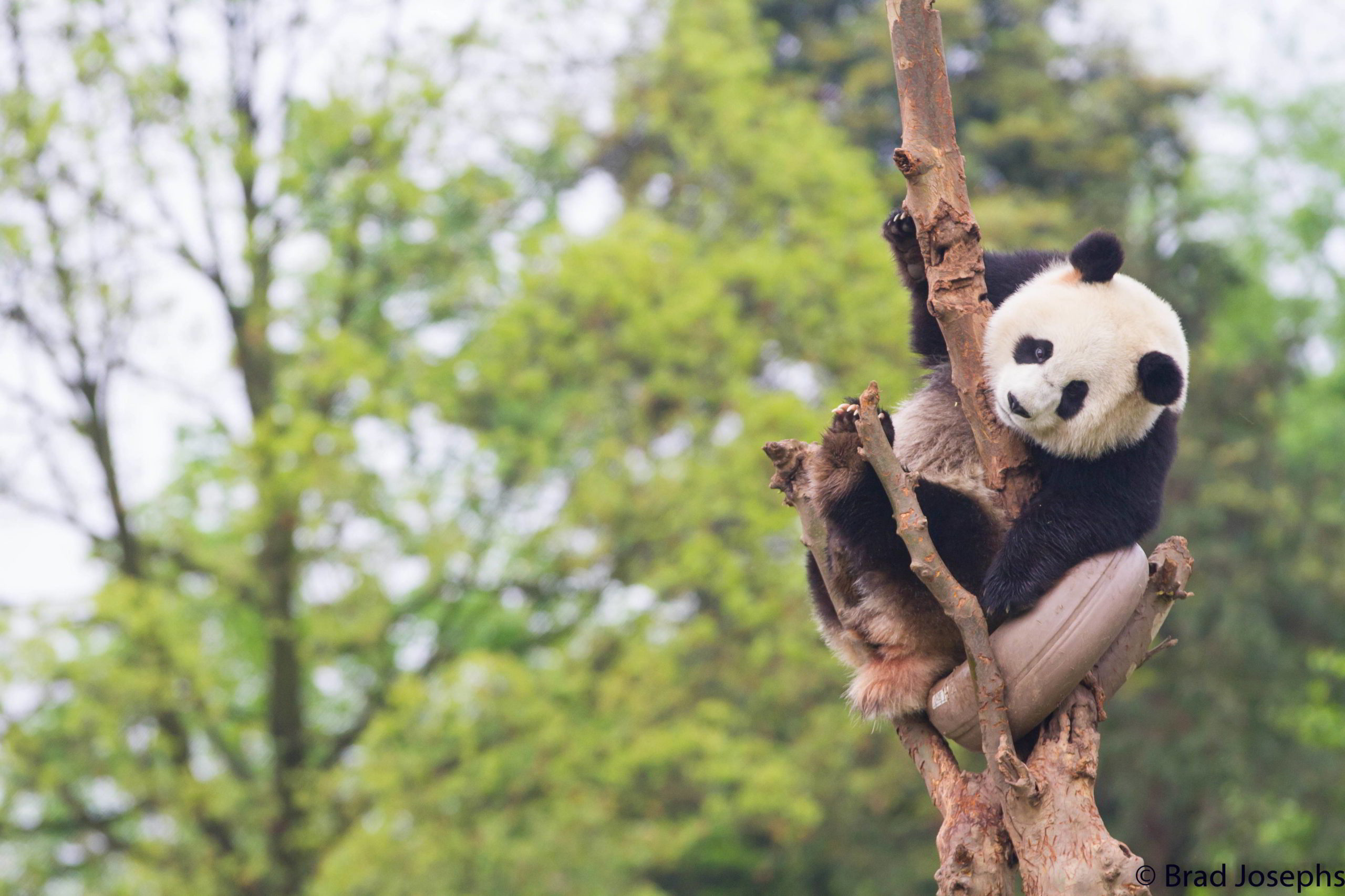 Giant Panda sitting in tree