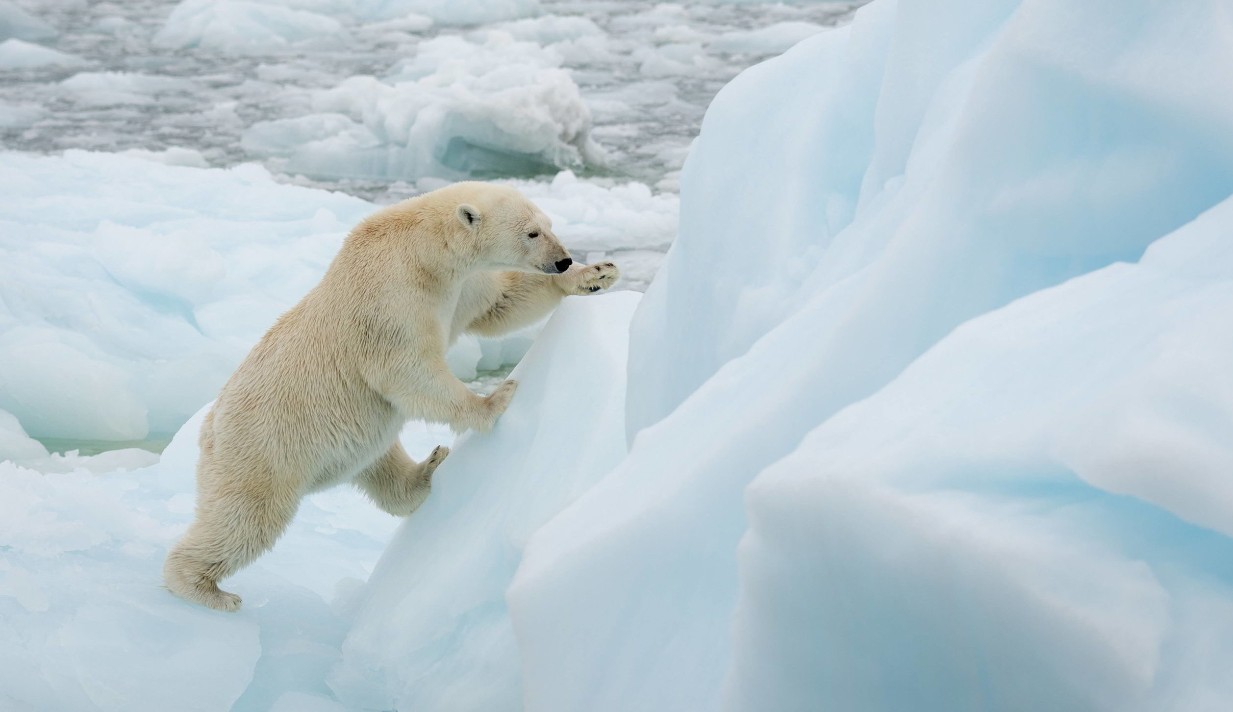 Polar bear climbing on ice