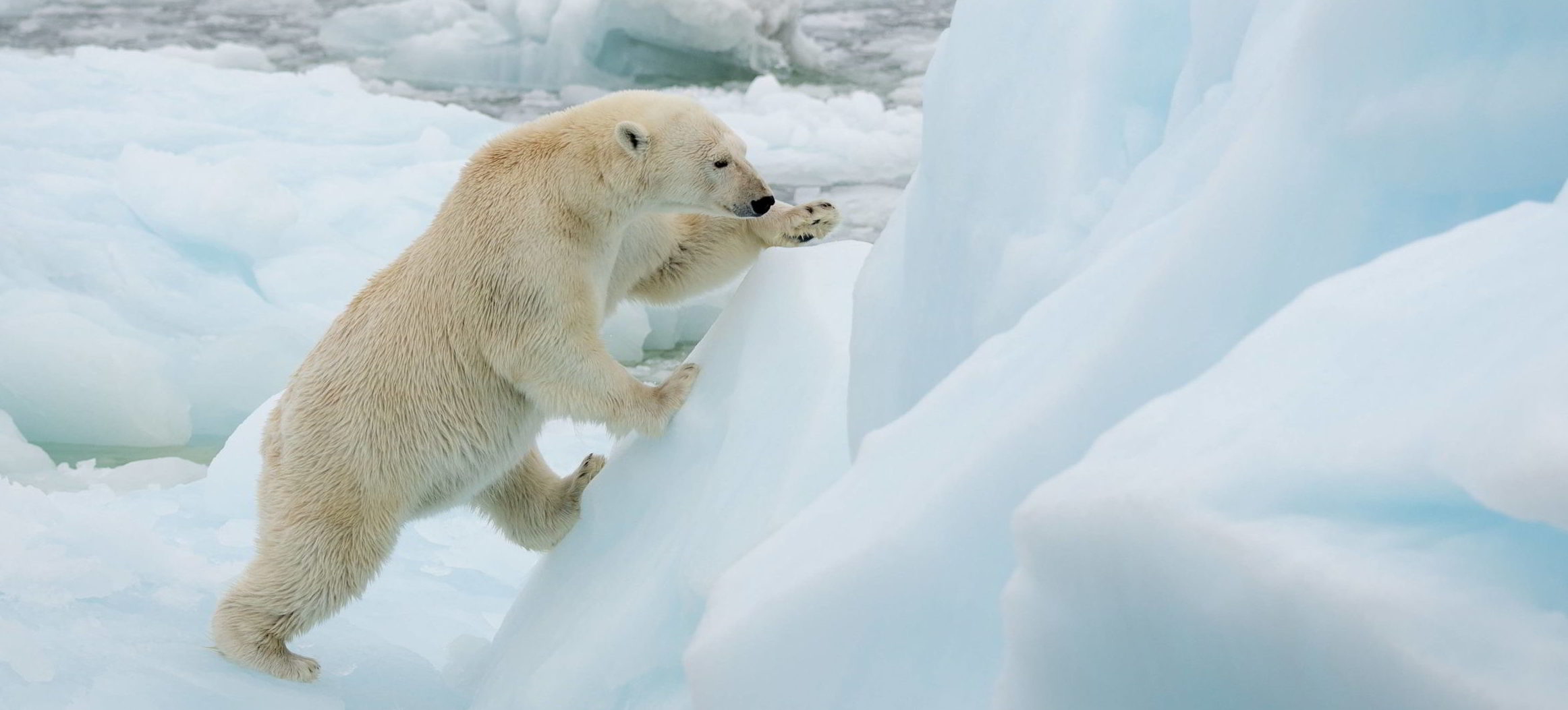 Polar bear climbing on ice
