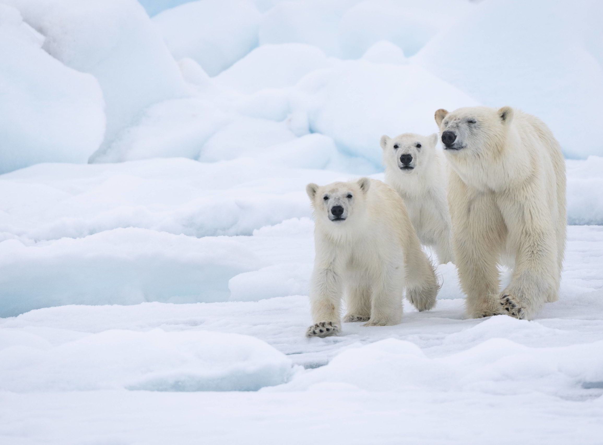 Polar bear mother and cubs walking on ice.