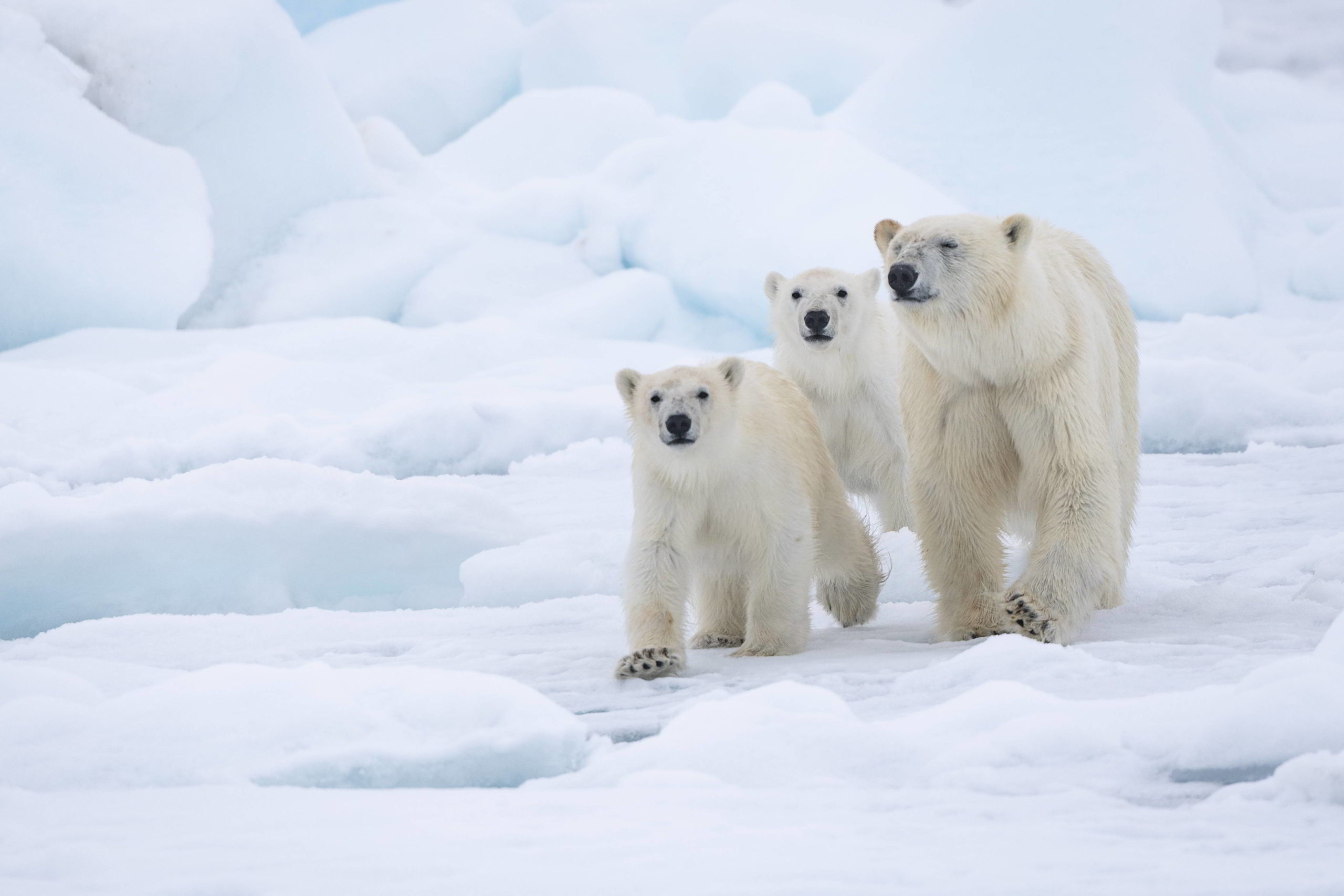 Polar bear mother and cubs walking on ice floe.