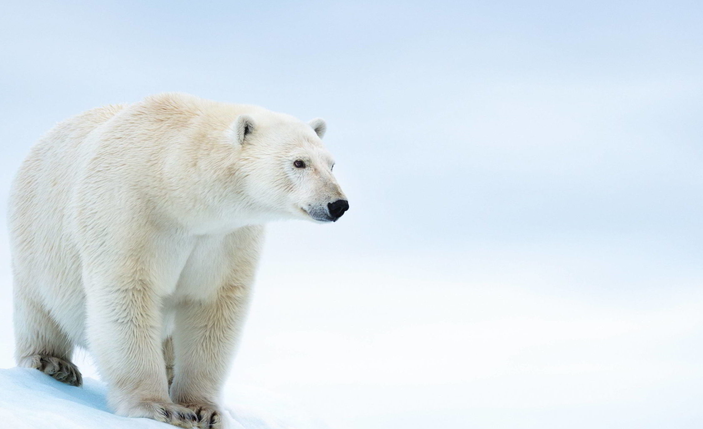 Polar bear on ice flow