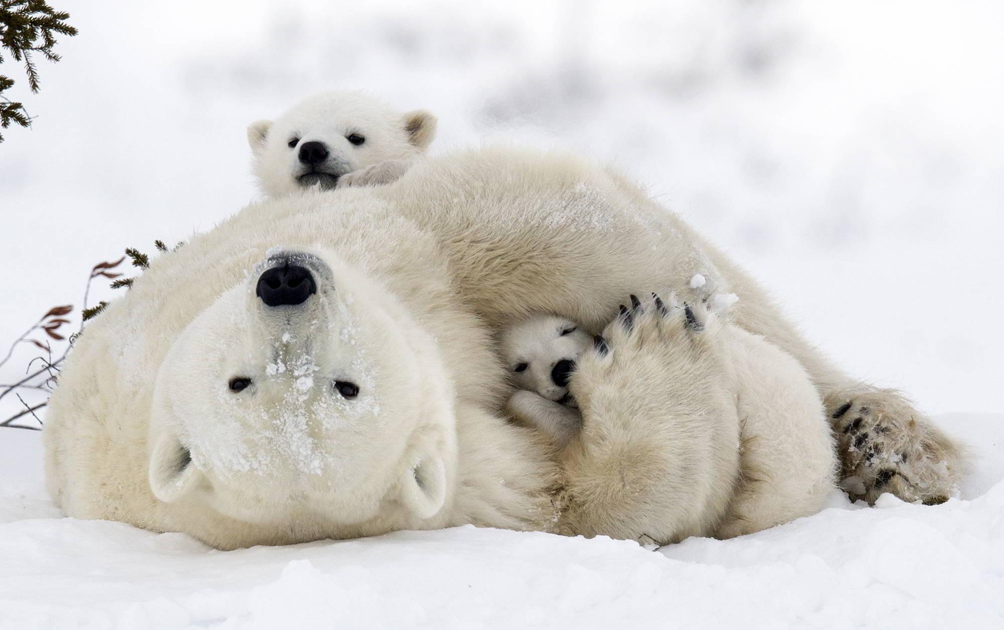 Les images d'un ours polaire squelettique au Nunavut bouleversent les  internautes