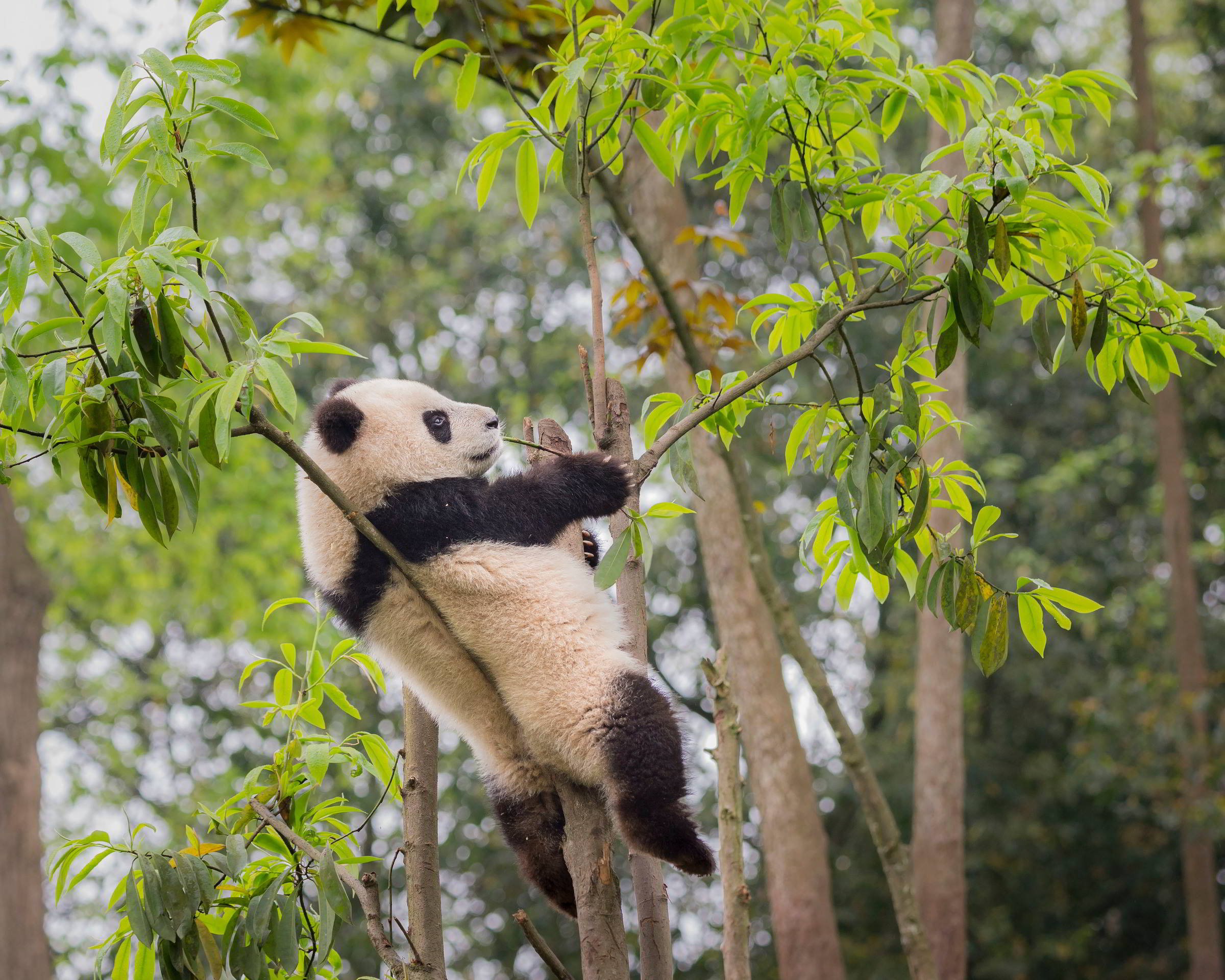 Portrait of a giant panda in a tree. Bifengxia Panda Base, Sichuan. China