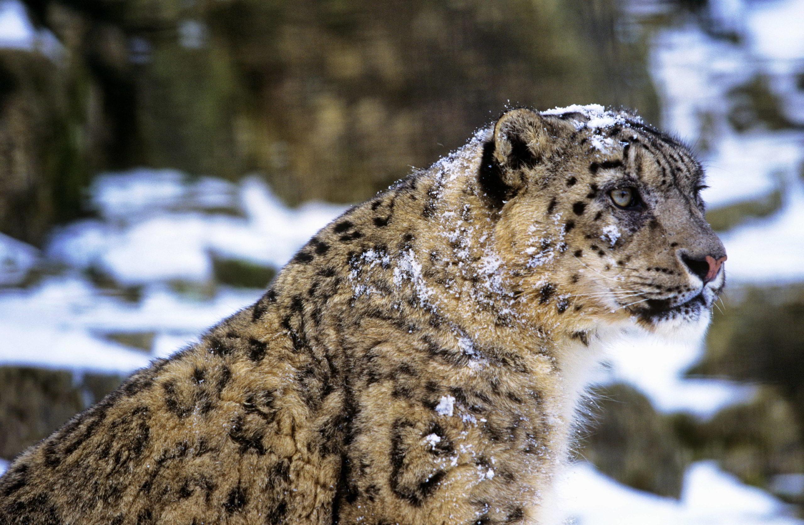 Léopard des neiges