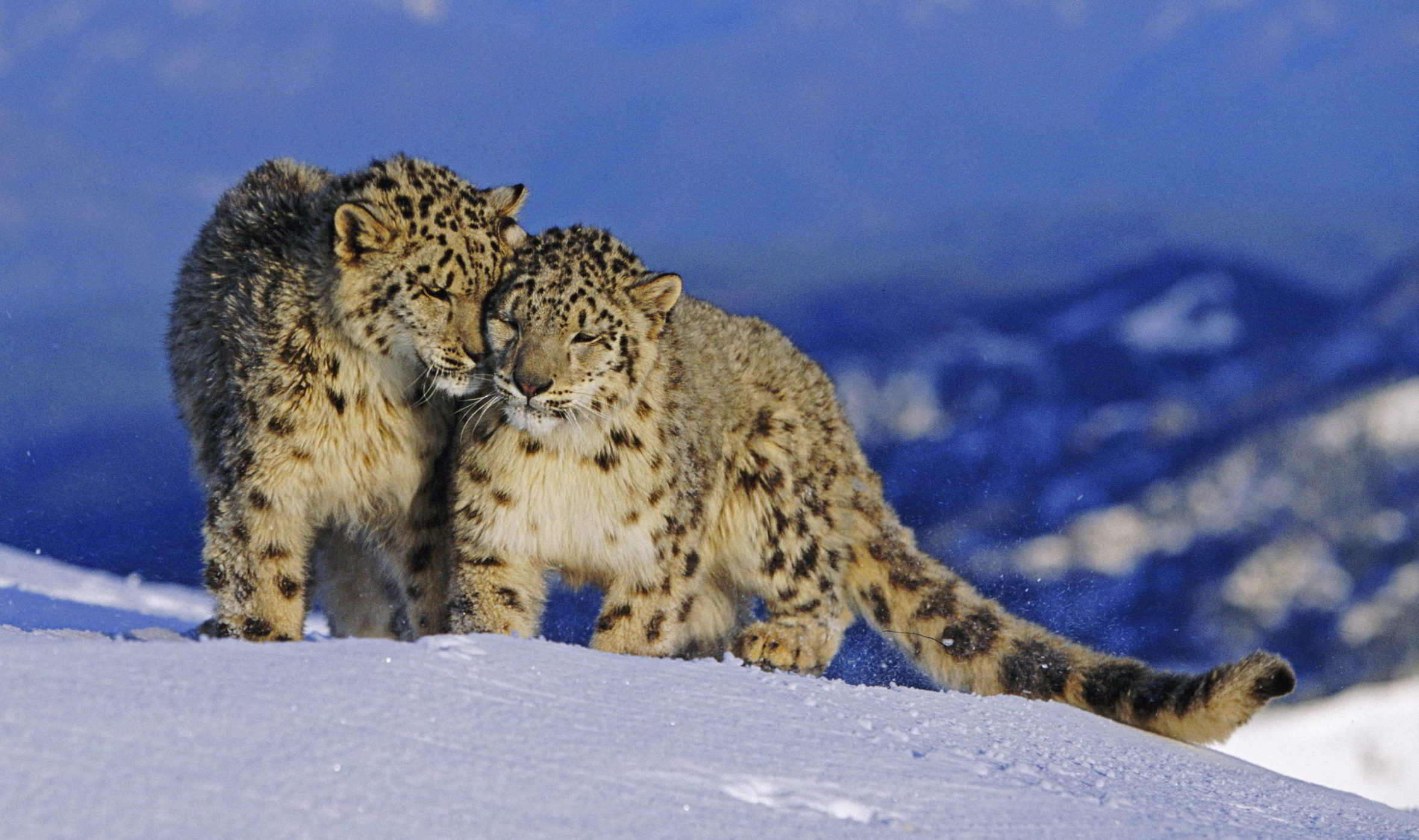 A pair of Snow leopards