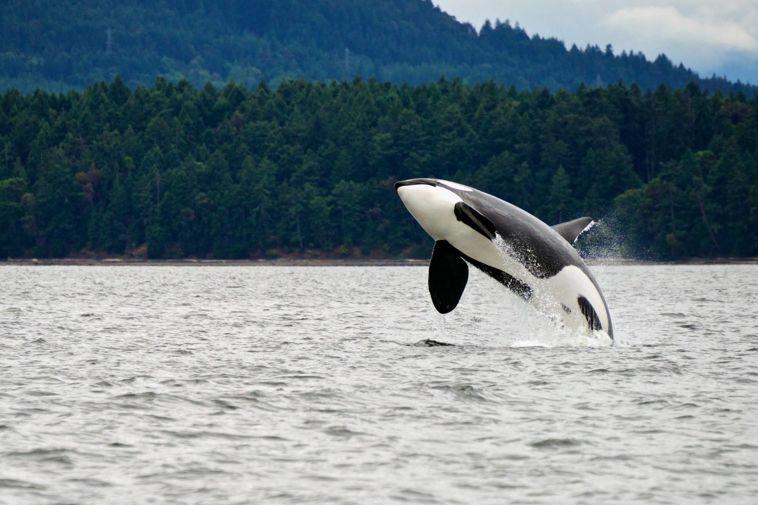 A southern resident Killer whale leaping out of the waters