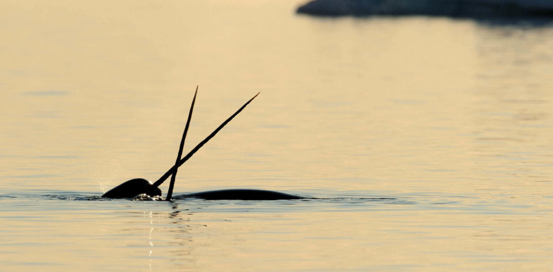 Narwhal crossing tusks above water surface. Baffin Island, Nunavut, Canada