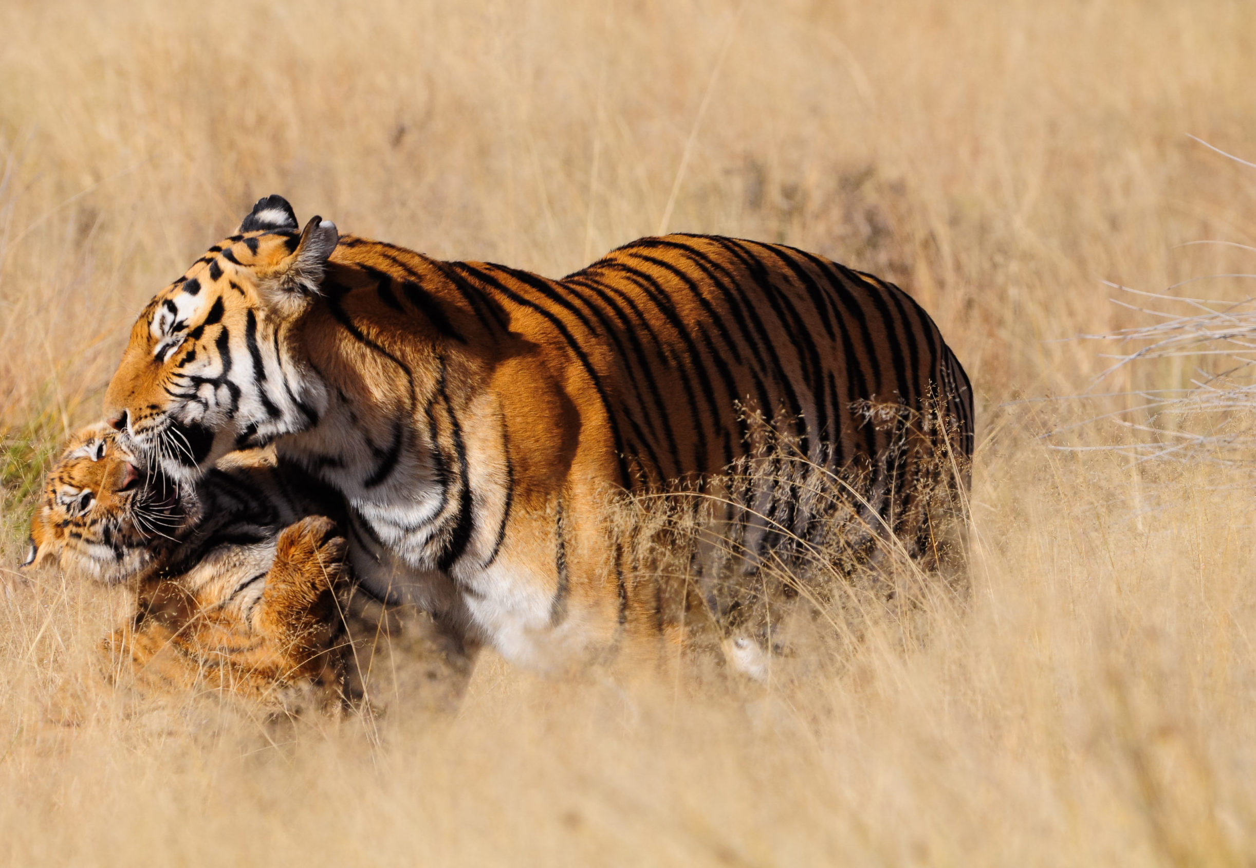 Tiger and cub in long grass
