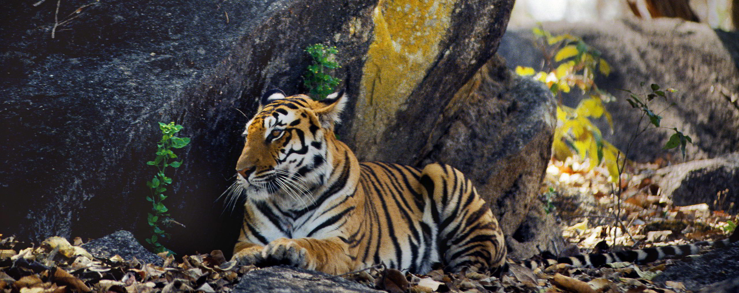 Tiger lying down next to a rock