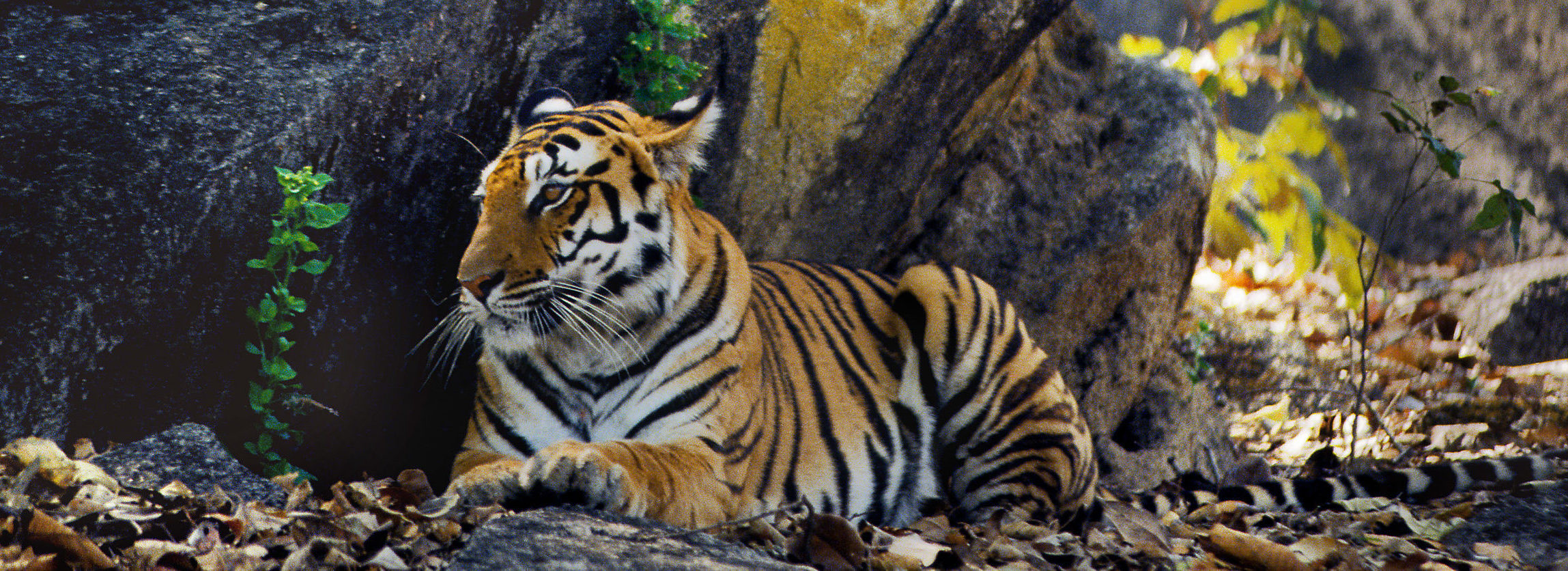 Tiger lying by the side of a rock, India.