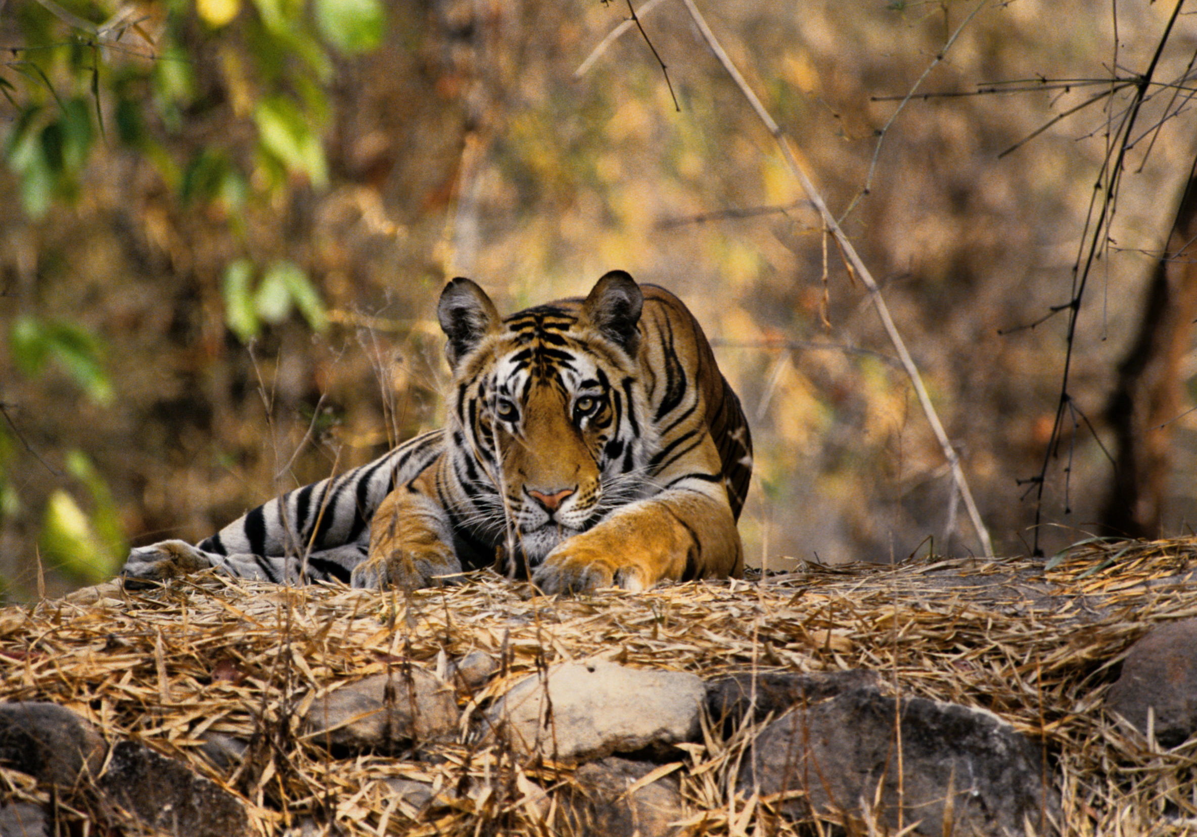 Tiger (Panthera tigris) lying down, India.