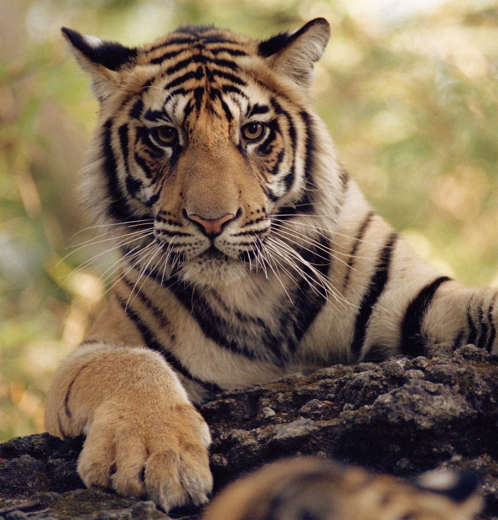 Tiger looking directly at camera