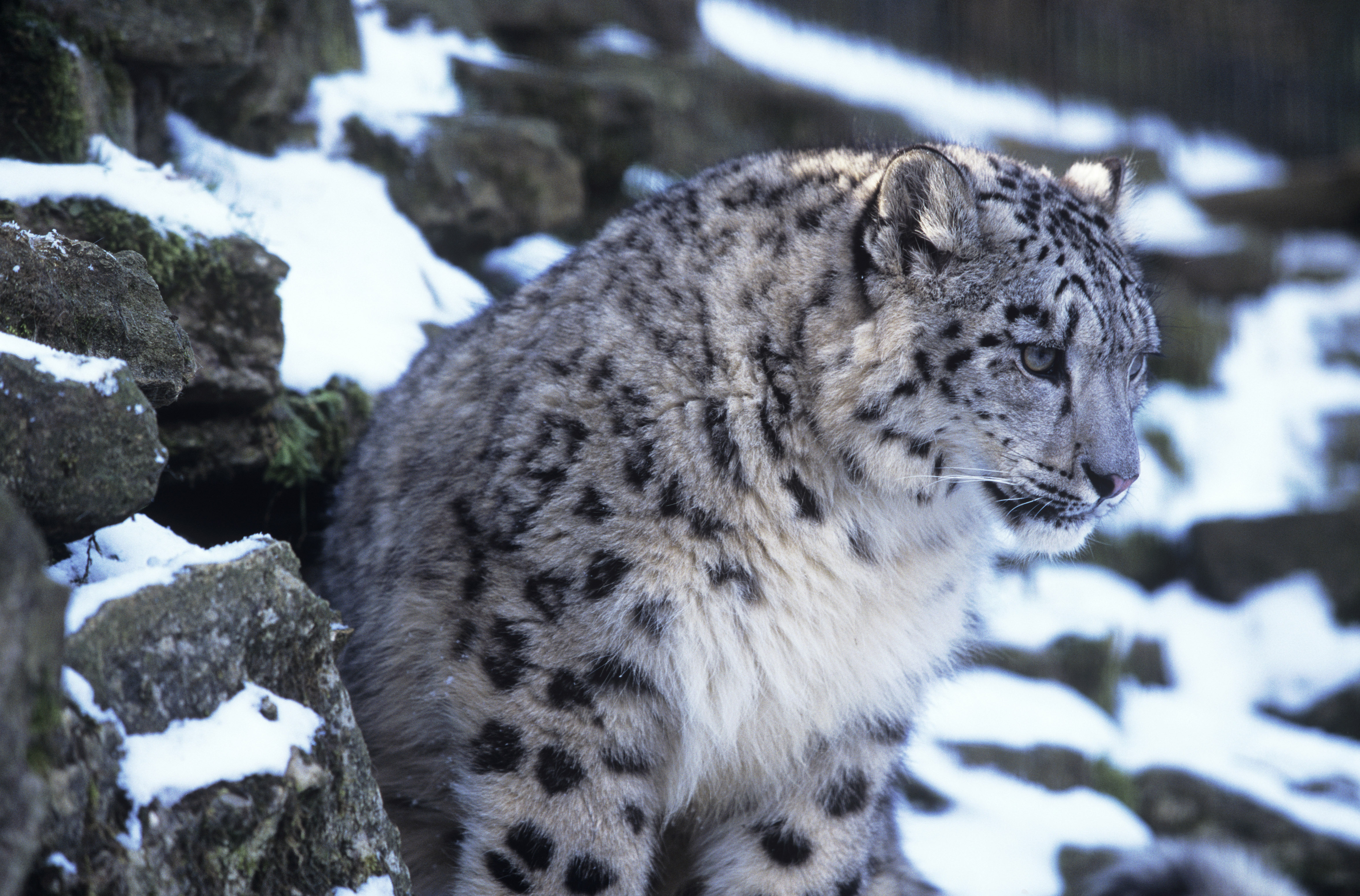 Young Snow leopard (Panthera uncia)