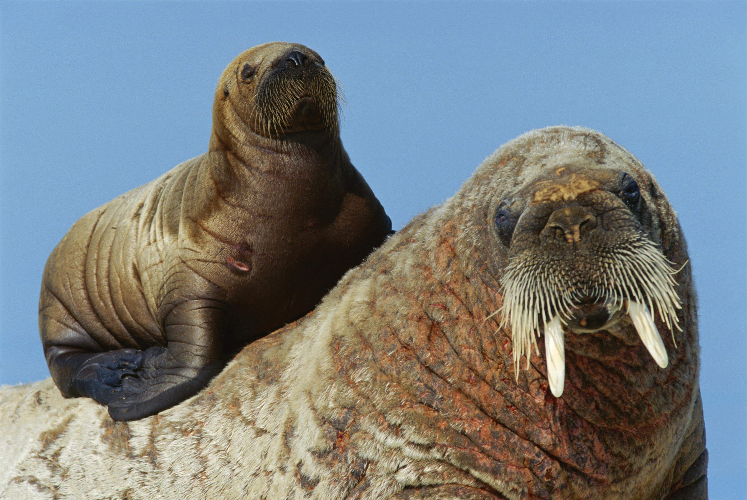 Baby and Adult Atlantic Walrus