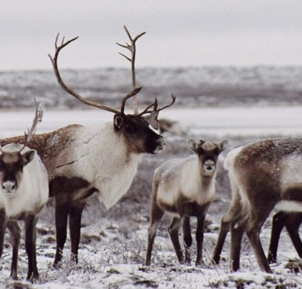 Herd of Caribou in the Yukon