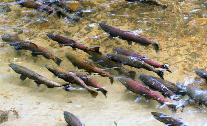 Chinook salmon