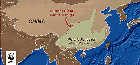 Panda distribution within their historic range.