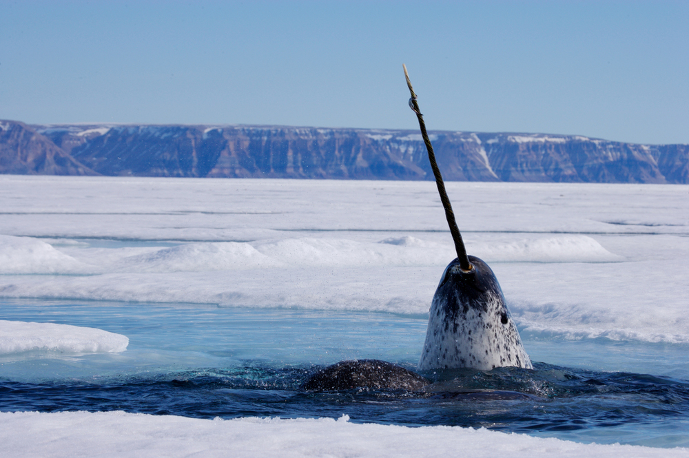 Un narval fait surface en Arctique, au Canada. 