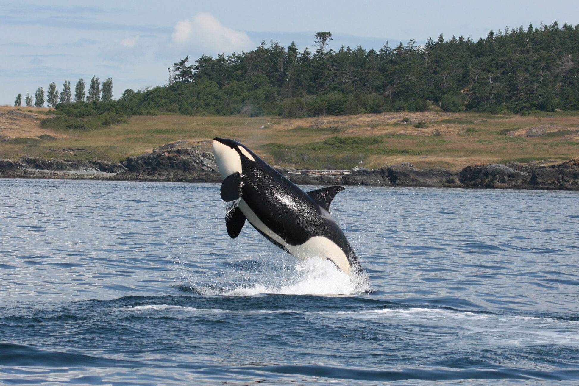 A southern resident Killer whale (Orcinus orca) leaping out of the waters of Haro Strait, British Columbia, Canada
