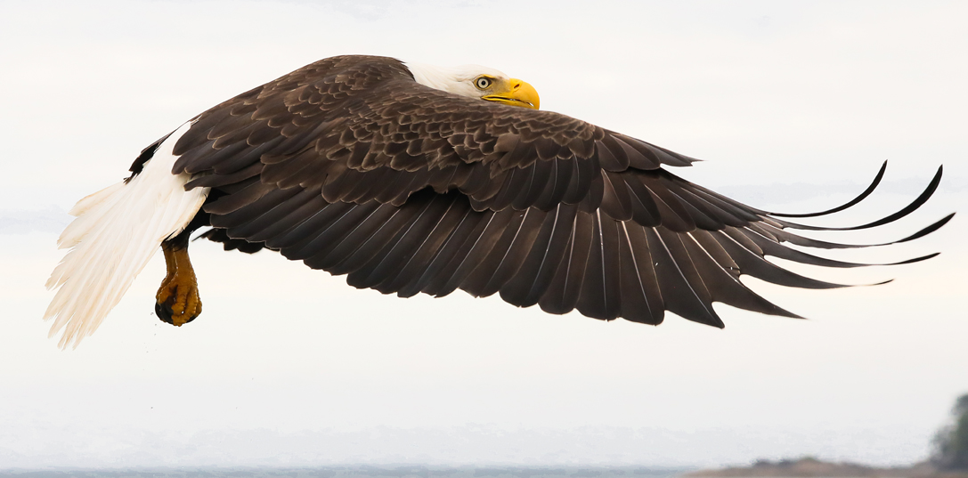 Bald eagle in British Columbia, Canada.