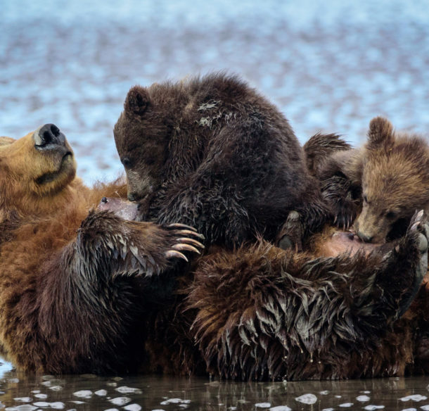 Brown bear (Ursus arctos) and cubs in Cook Inlet, Lake Clark National Park, Alaska, United States.