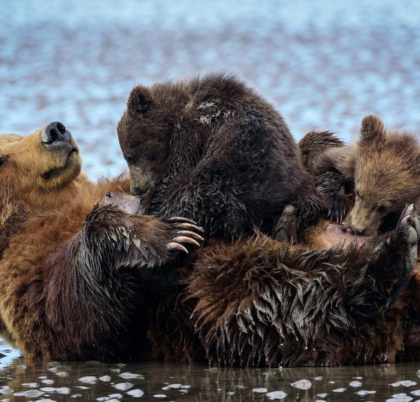 Brown bear (Ursus arctos) and cubs in Cook Inlet, Lake Clark National Park, Alaska, United States.