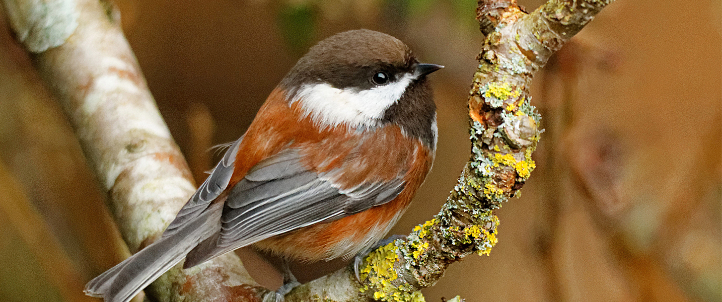 Chesnut Backed Chickadee sits on a branch in Vancouver, British Columbia