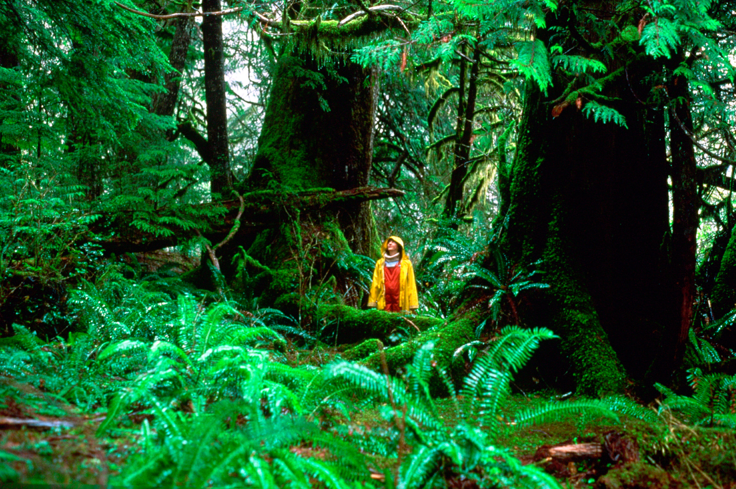 Child standing in temperate rainforest, British Columbia, Canada