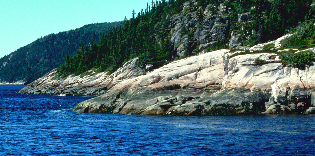 Forest and rocky shoreline of the bay of Fundy, New Brunswick.