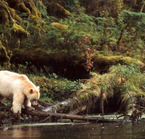 Kermode bear in the Great Bear Rainforest, British Columbia, Canada