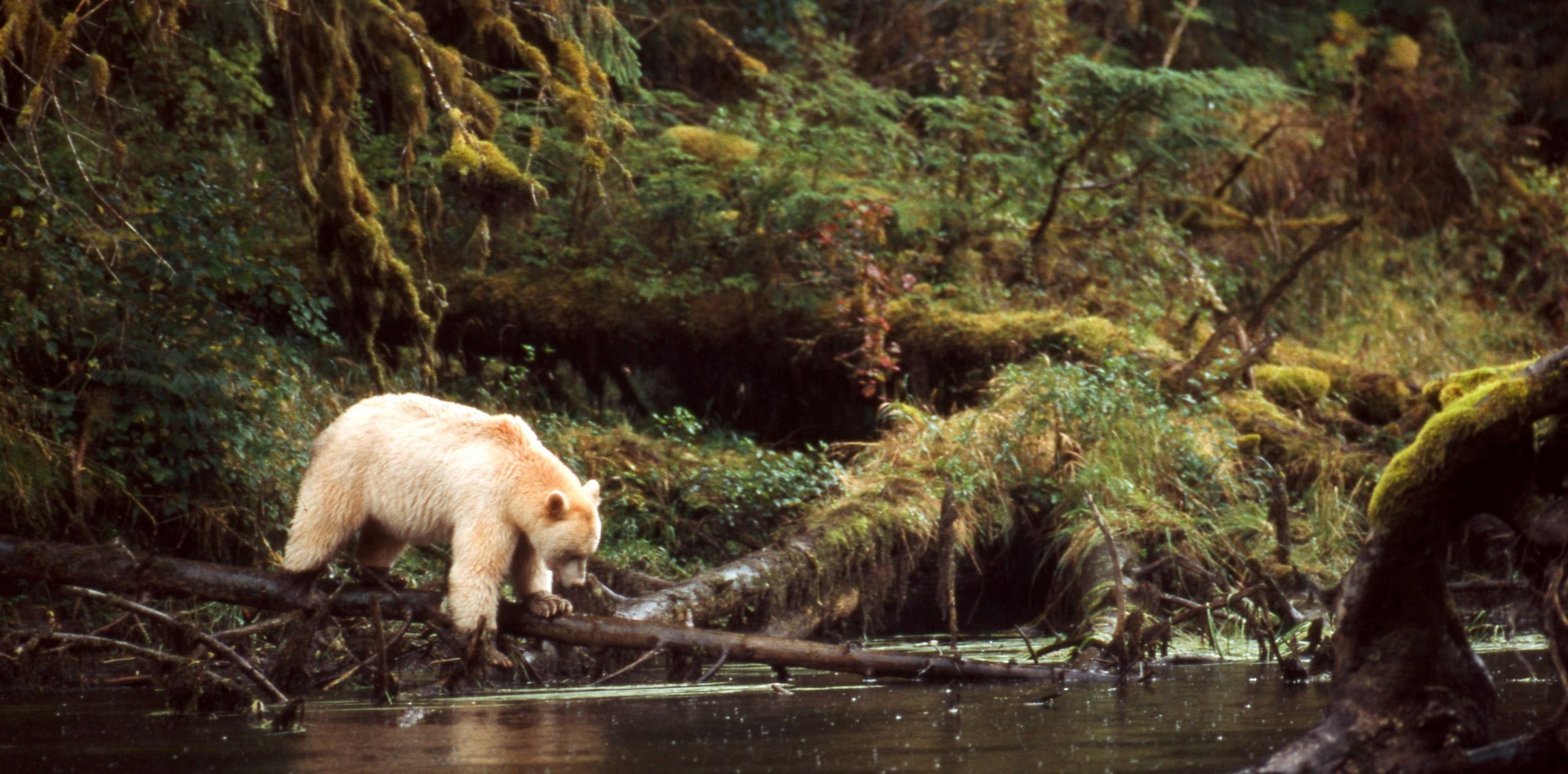 White bear in the Great Bear Rainforest of BC