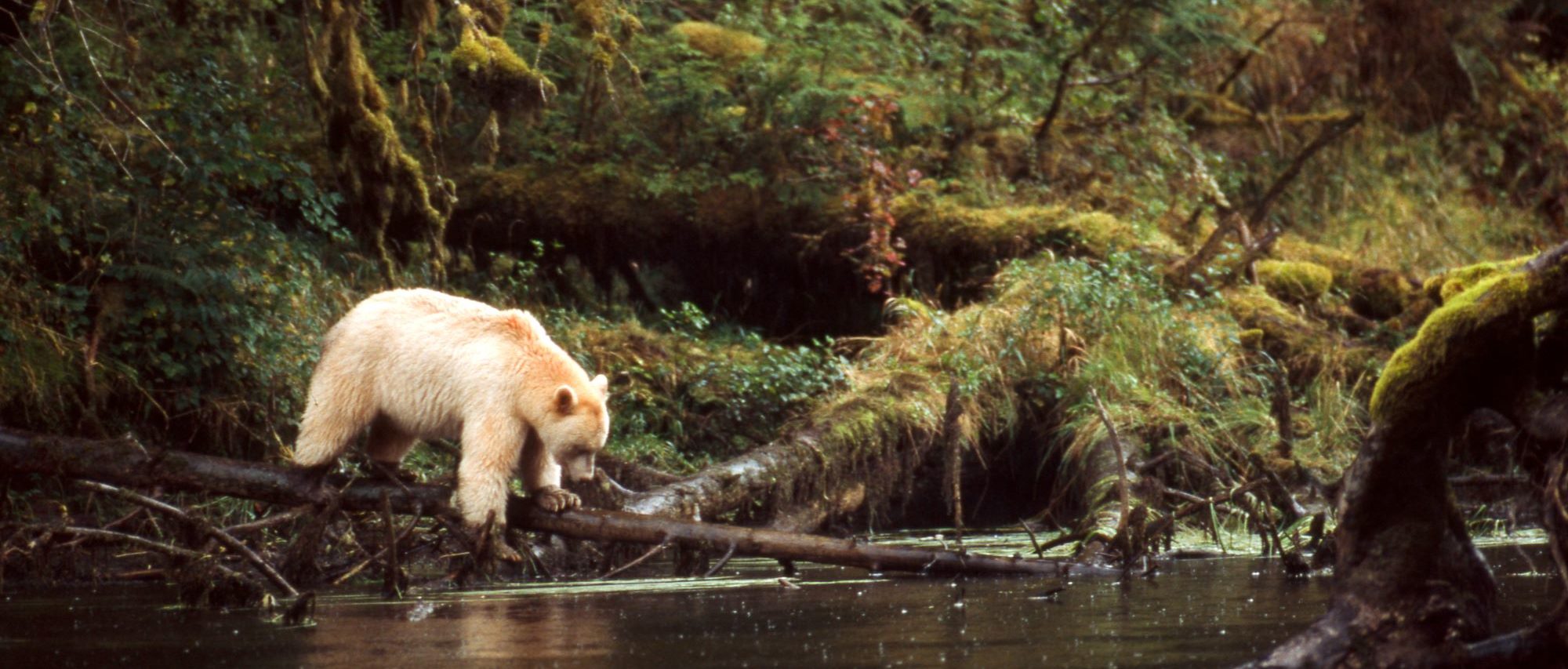 Kermode bear in the Great Bear Rainforest, British Columbia, Canada