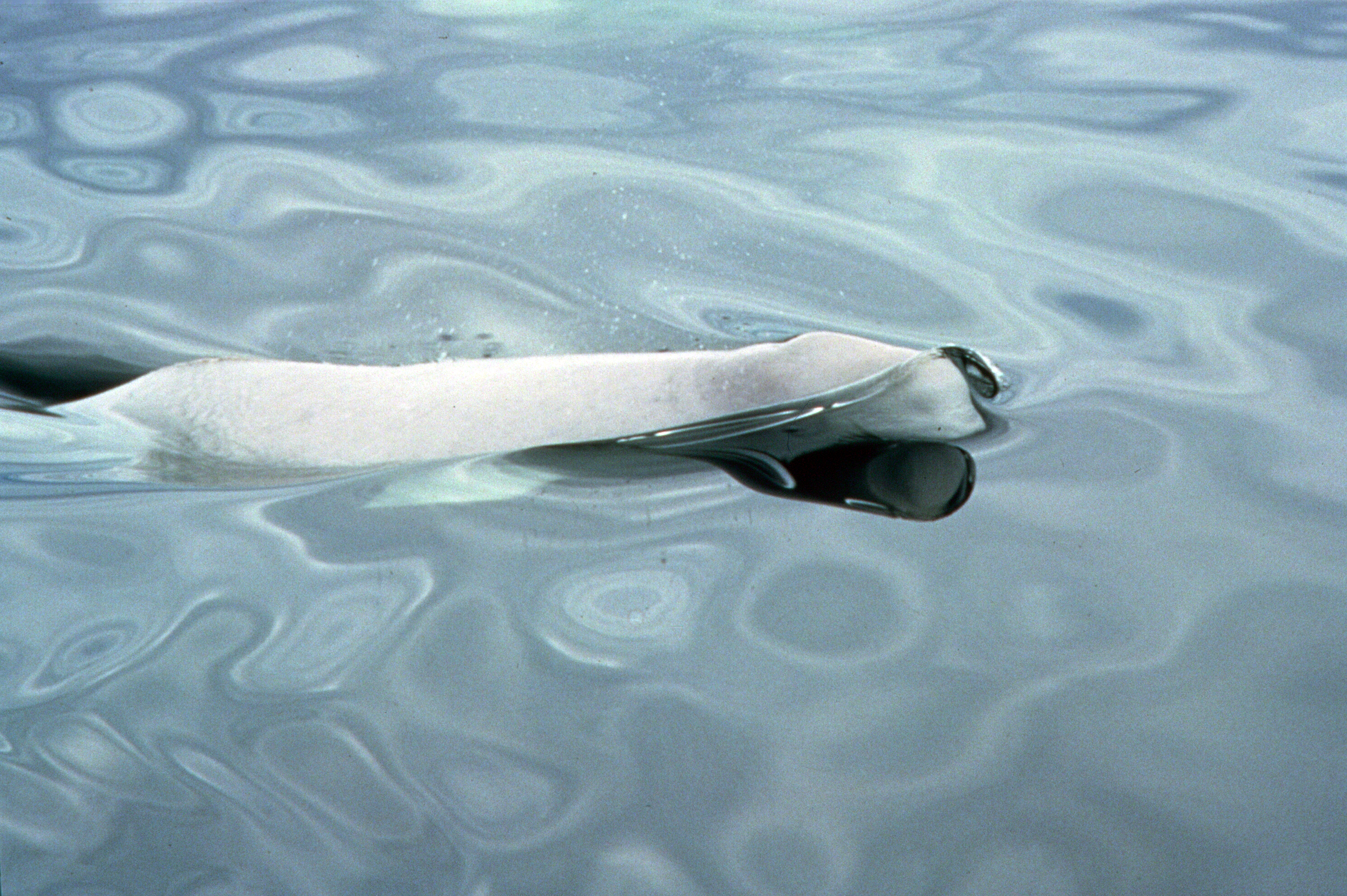 Beluga whale (Delphinapterus leucas), St. Lawrence River, Quebec, Canada.