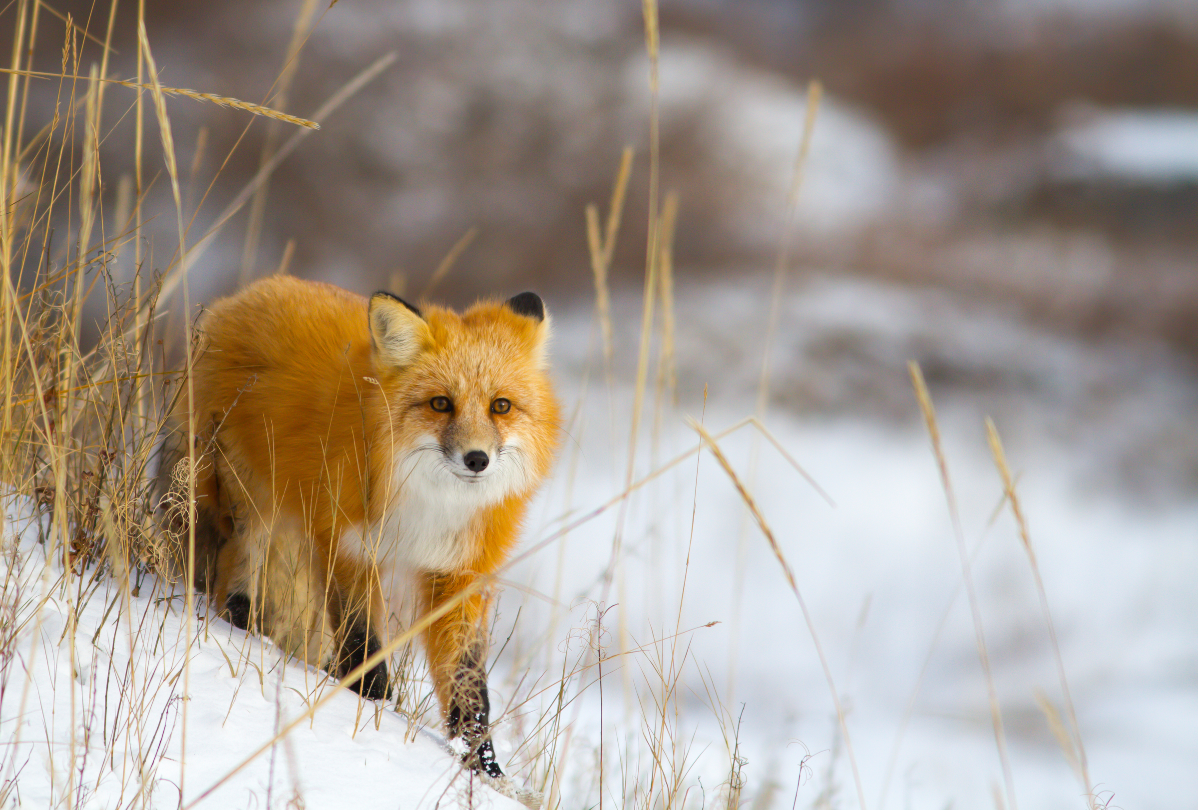 A red fox (Vulpes vulpes) prowls the grassy berms of Churchill, Canada.