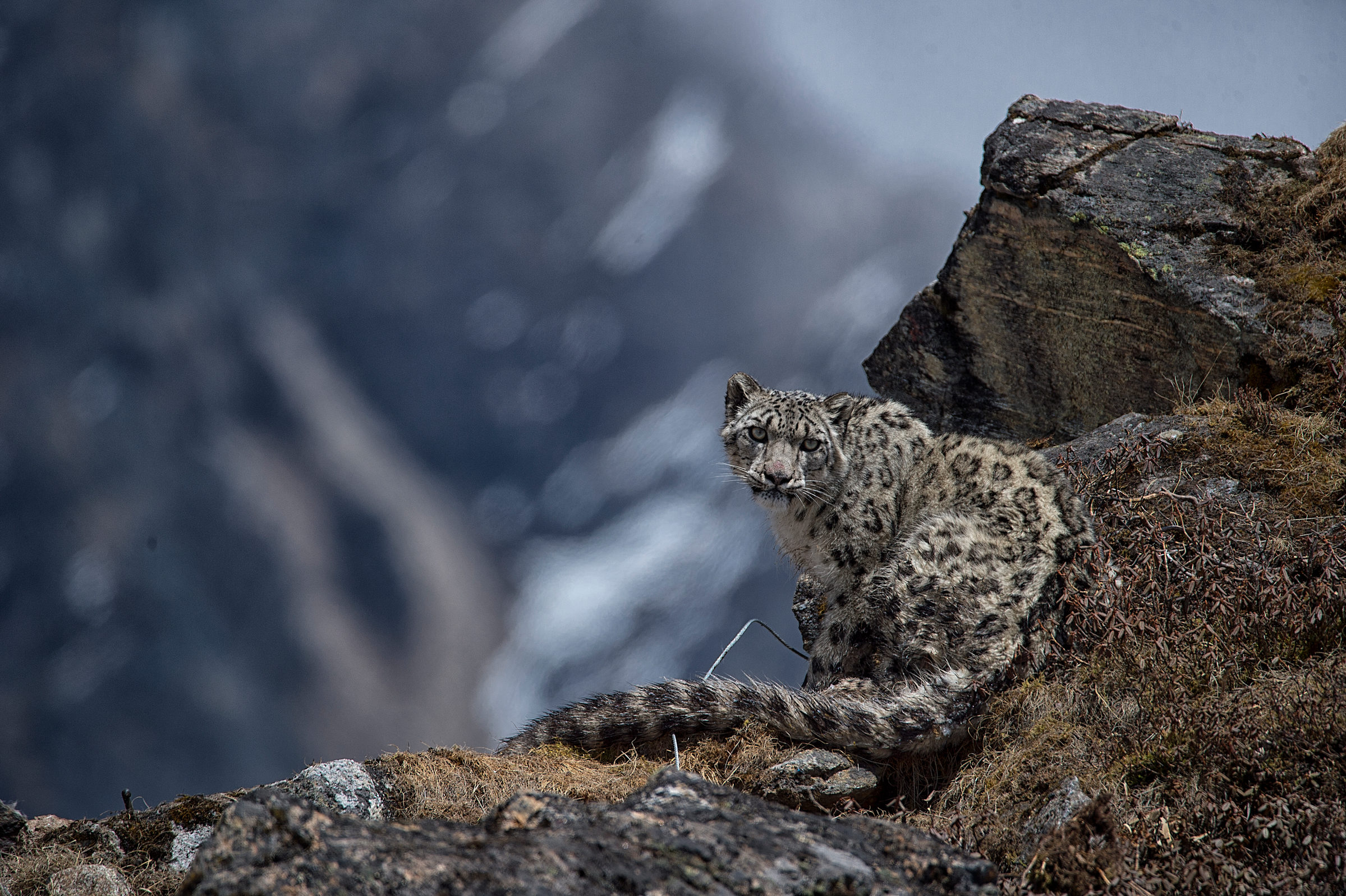 Yalung, le quatrième léopard des neiges à avoir été équipé d’un collier dans l’aire de conservation de Kangchenjunga, le 8 mai 2017