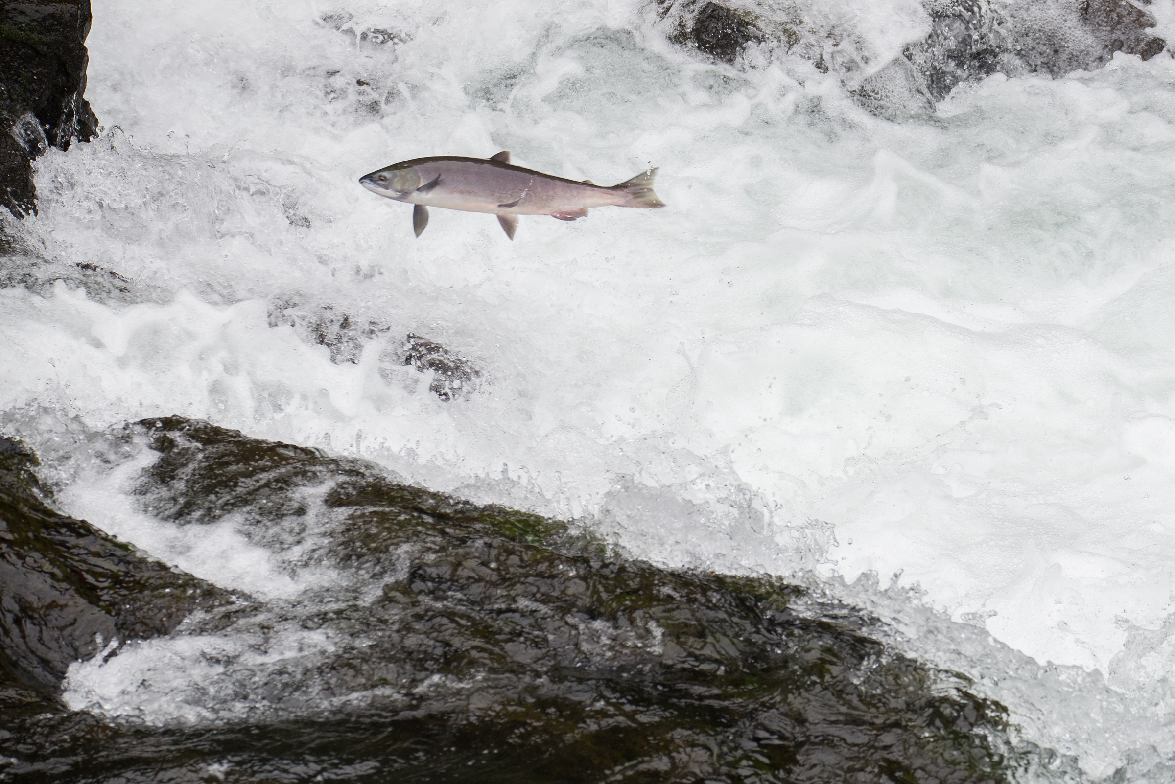Pacific Salmon jumping in Alaska, United States