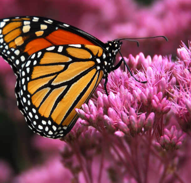 Monarch-butterly-on-flower-© Frank PARHIZGAR