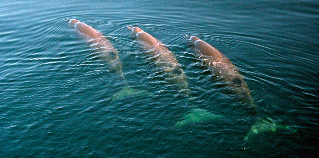 A group of three Northern bottlenose whales