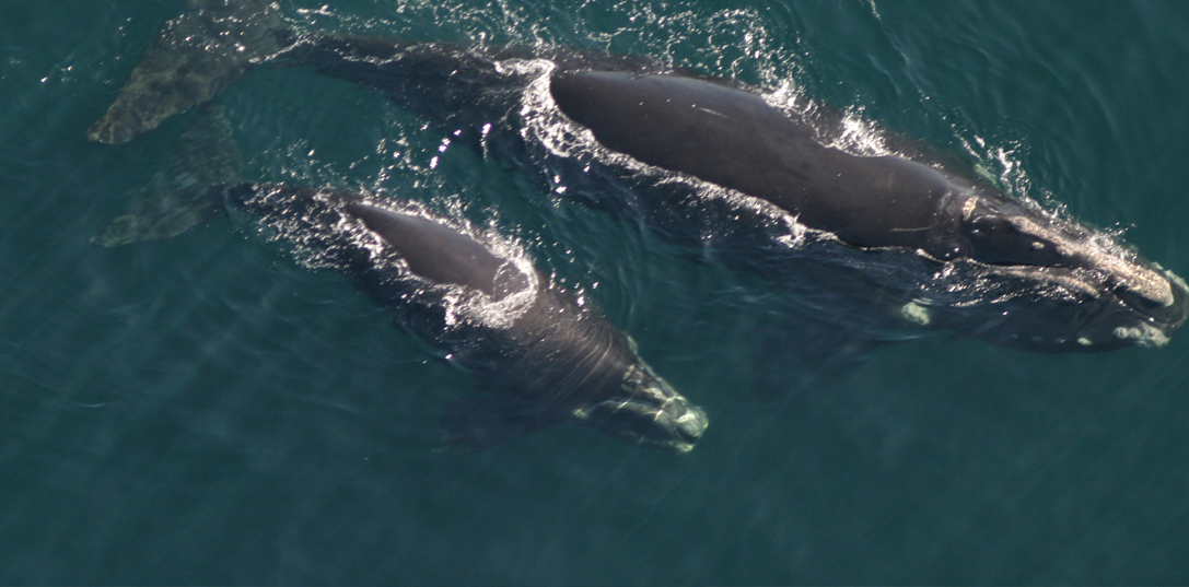 Two Northern right whales.