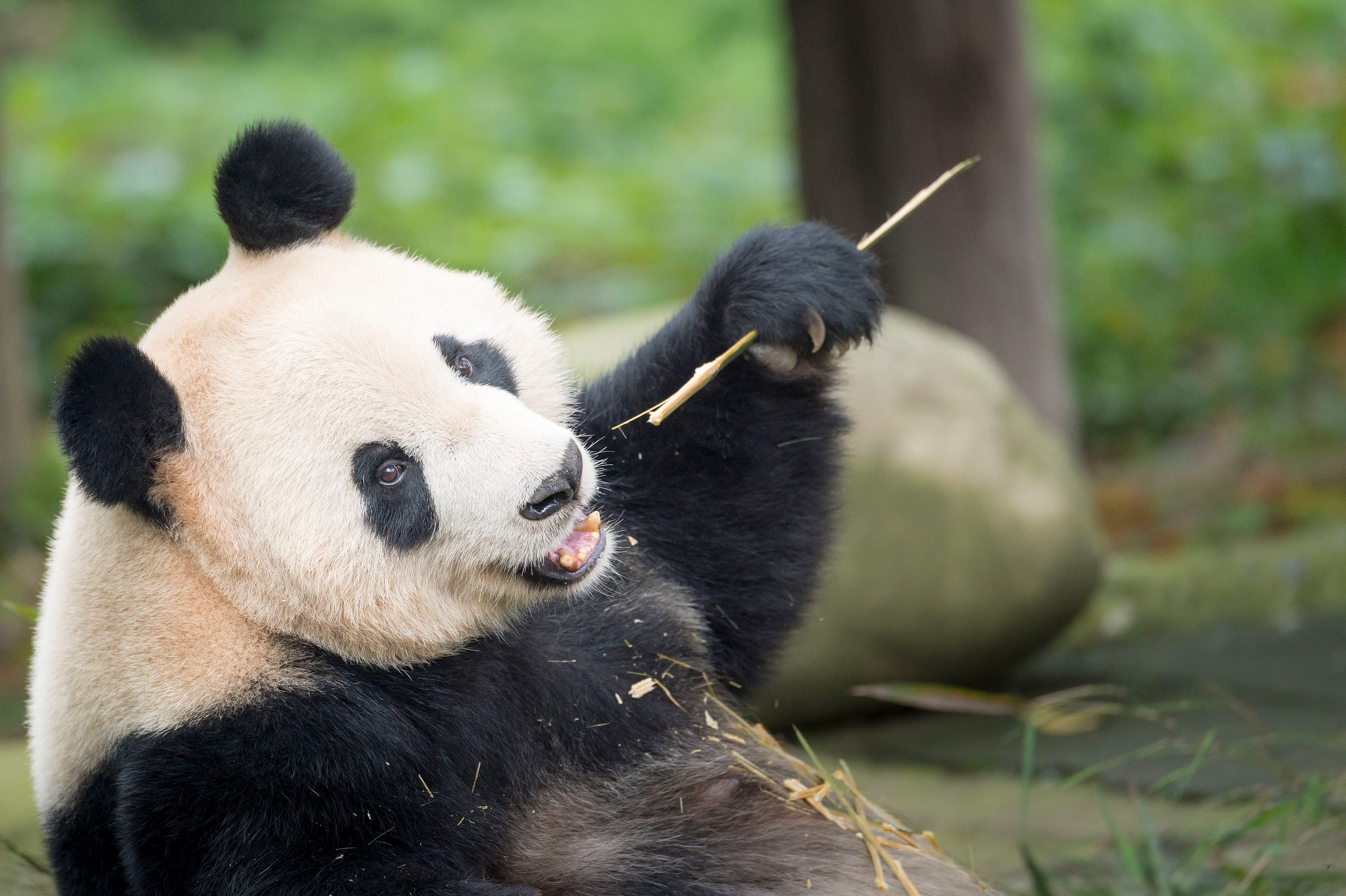 Portrait of a giant panda ( Ailuropoda melanoleuca ). Bifengxia Panda Base, Sichuan. China