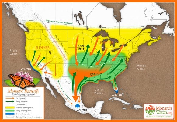 Monarch fall and spring migration patterns