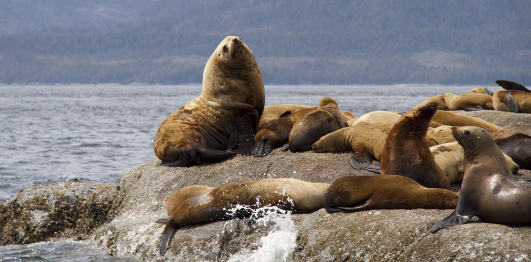 Sea Lions relaxing on rocks in British Columbia, Canada