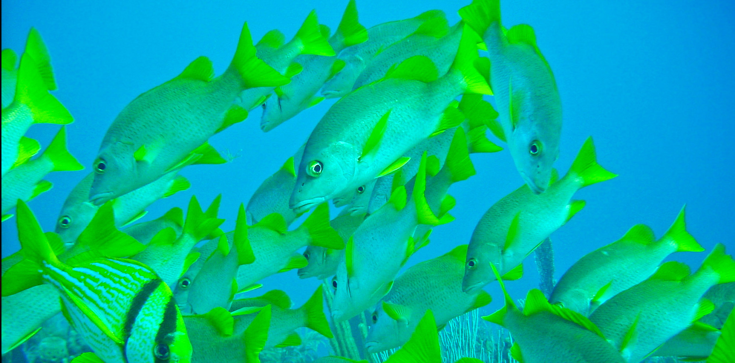 A school of snapers swims in Jardines de la Reina National Park, Cuba.