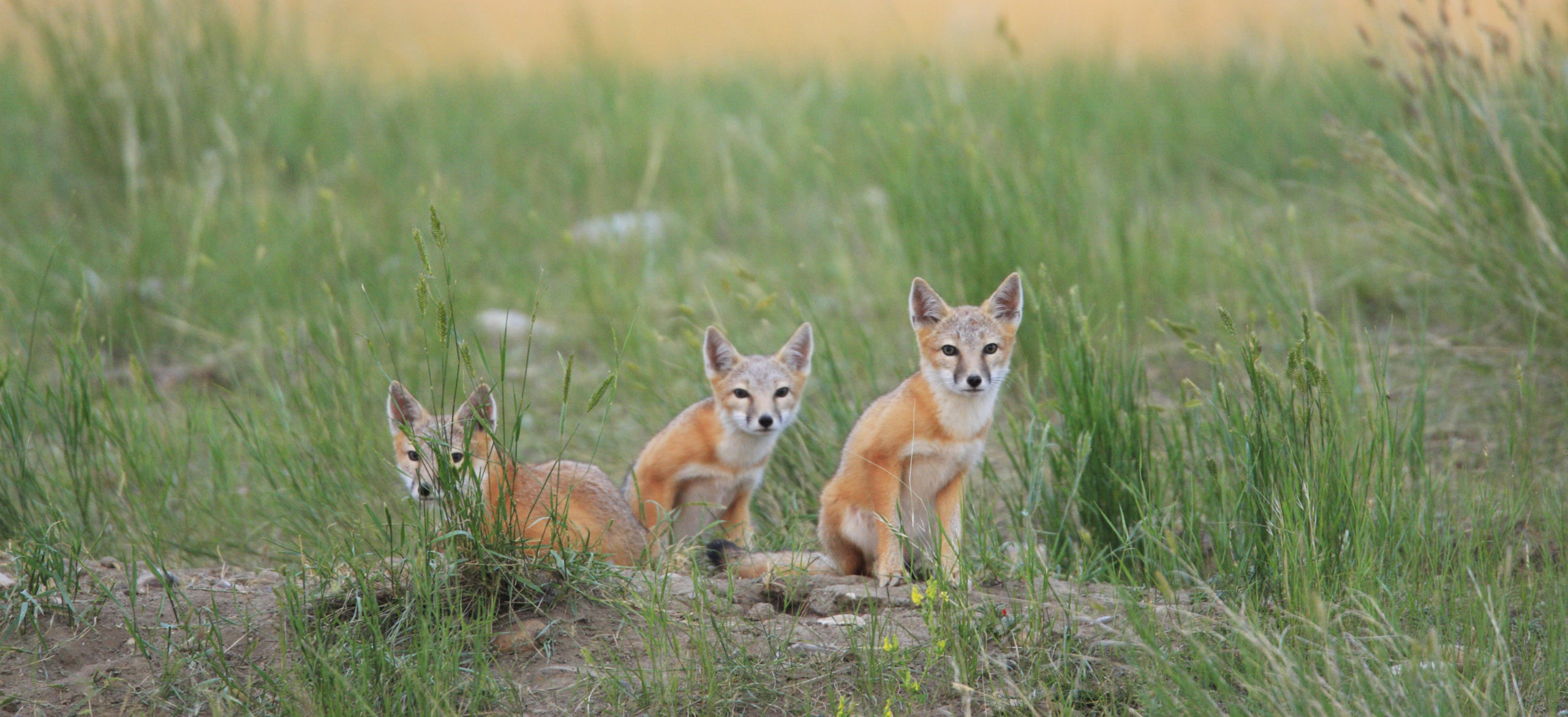 Swift Foxes on the wild grasslands southern Saskatchewan