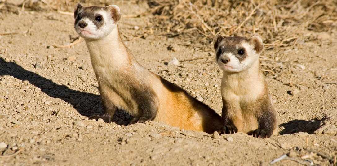 Two black-footed ferrets