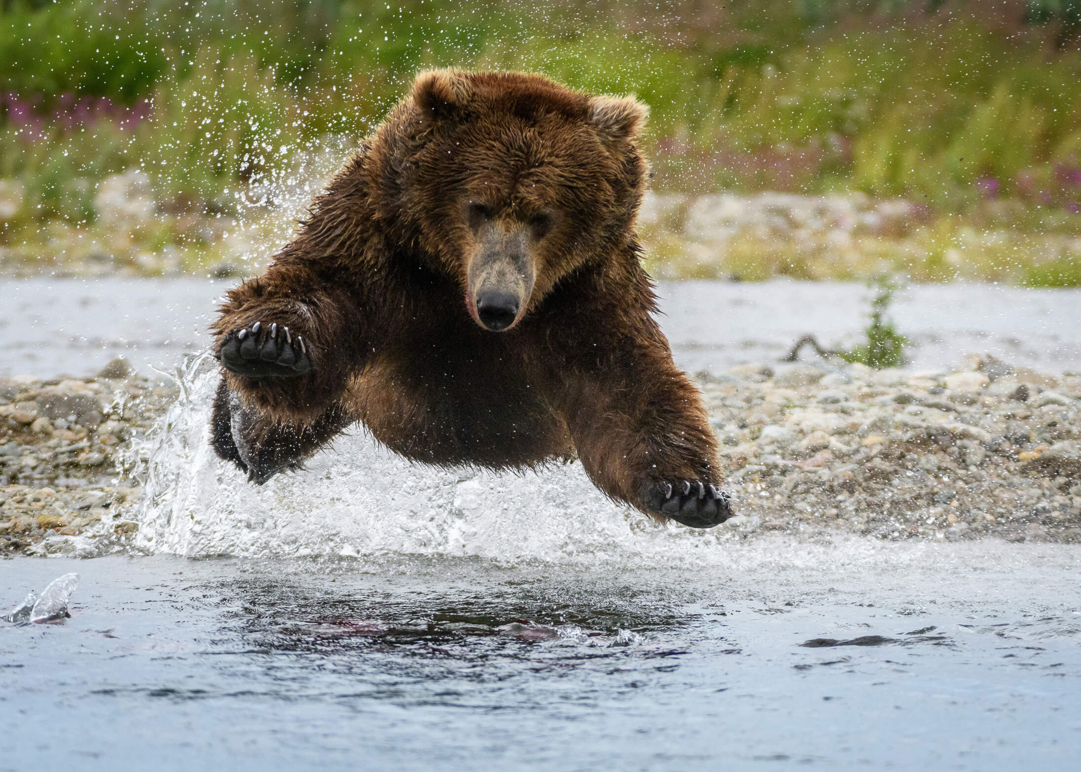 Bear splashing in water