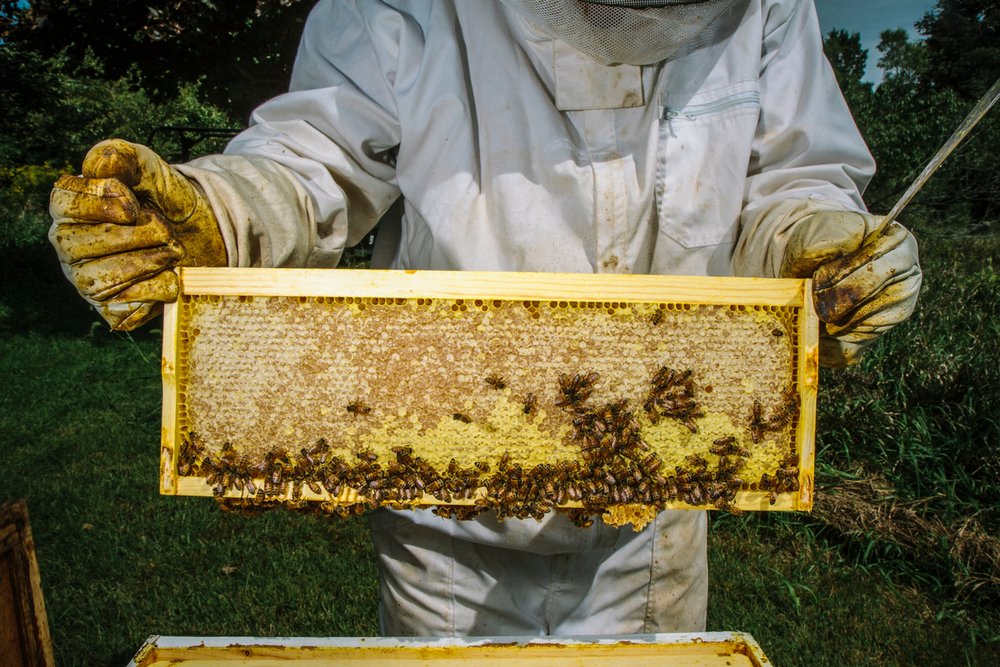 Honeybees in Iowa, United States
