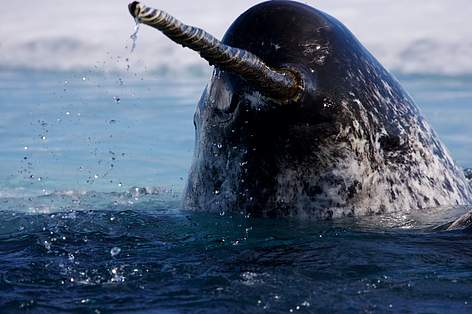 narwhal in water